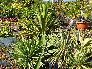 Jardi Pierrefonds - Des plantes au meilleur prix