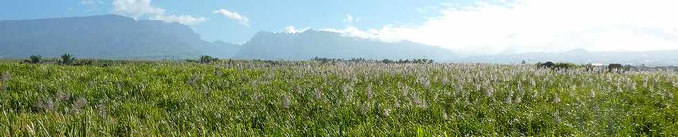 Champs de cannes en fleurs - Ligne Paradis