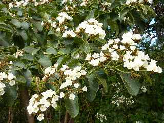 Fleurs de teck d'Arabie