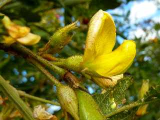 Fleurs d'ambrovades - zambrovattes