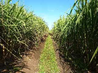 Ligne des Bambous - Champs de canne à sucre