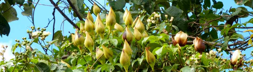 Roses de bois en fleurs