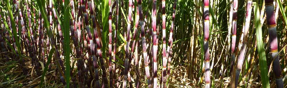 Ligne des Bambous - Champs de canne à sucre
