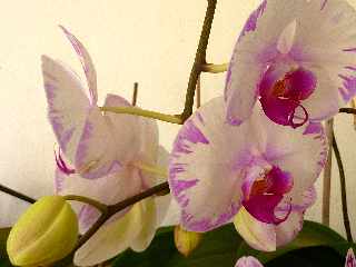 St-Louis - Orchidées
