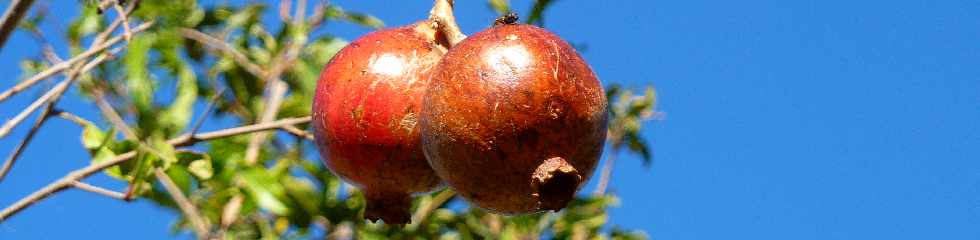 Grenades -(fruits) - Pierrefonds