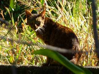 St-Louis - Chat