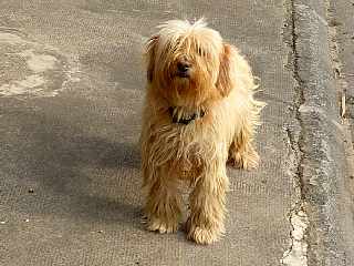 Caniche runionnais