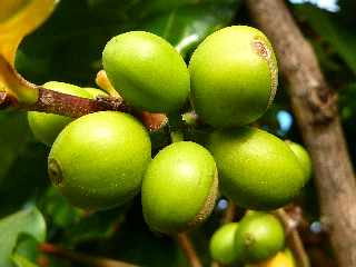 Cerises de caf -vertes