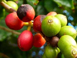 Cerises de caf - St-Pierre