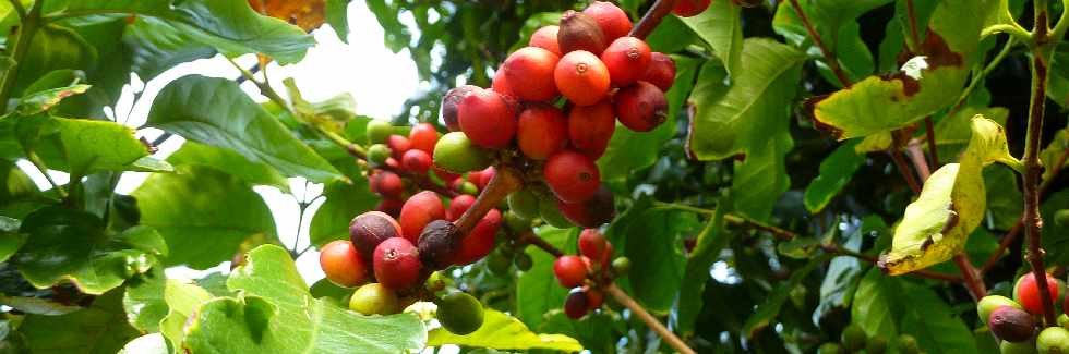 Cerises de caf