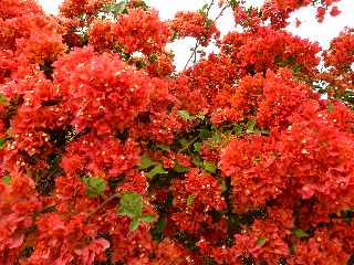 St-Pierre - Pierrefonds - Bougainvilles