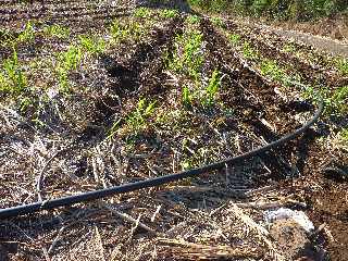 Champ de cannes - Arrosage goutte  goutte