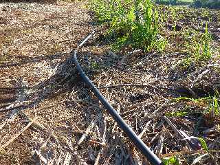 Champ de cannes - Arrosage goutte  goutte