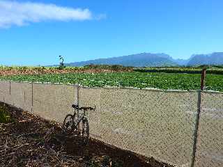 St-Pierre - Champ de citrouilles