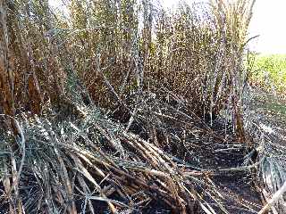 Cannes brles - Rive droite de la Ravine des Cabris