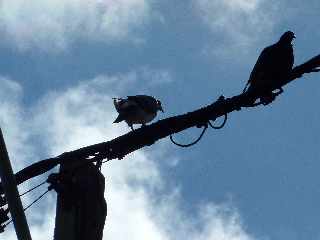 Pigeons sur fil électrique