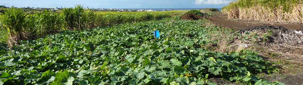 Chemin Jean Cadet - Champ de citrouilles