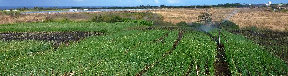 Champ d'oignons verts