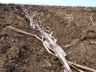 St-Pierre - Alle Jacquot - Replantation de cannes  sucre