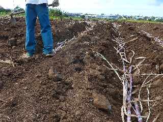 St-Pierre - Alle Jacquot - Replantation de cannes  sucre