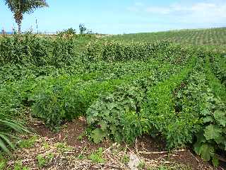 St-Pierre - Alle Jacquot - Plantations