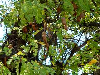 Tamarinier chargs de fruits