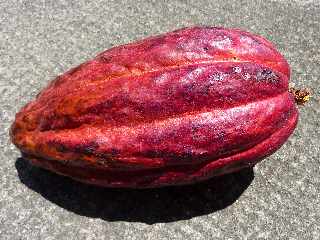 Cacao - Cabosse - La Rivire Saint-Louis