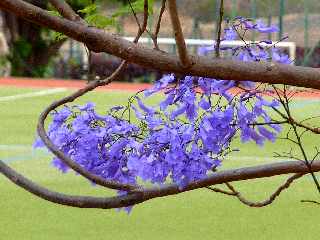 St-Pierre - Fleurs de jacaranda