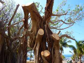 Grands Bois - Vieux banians sur l'arrire-plage