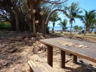 Grands Bois - Vieux banians sur l'arrire-plage