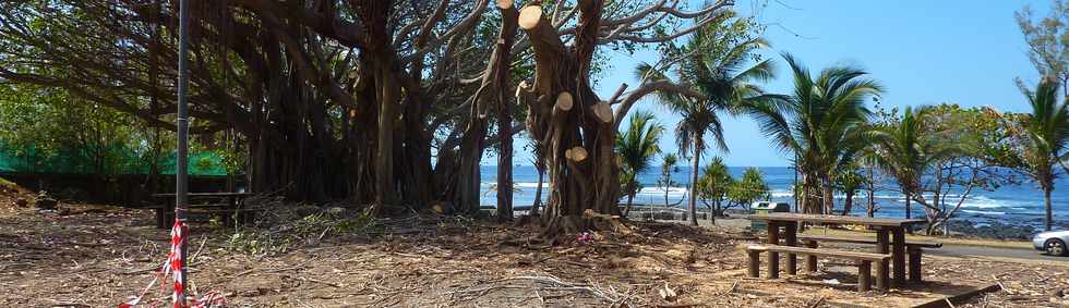 Grands Bois - Vieux banians sur l'arrière-plage