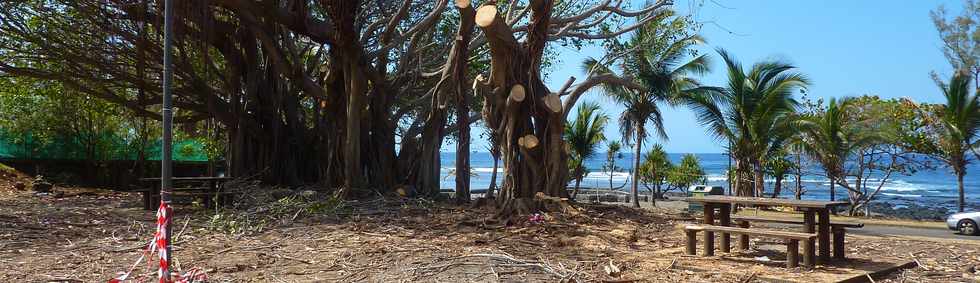 Grands Bois - Vieux banians sur l'arrire-plage