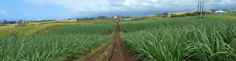 Chemin de Bassin Plat - Champs de cannes  sucre