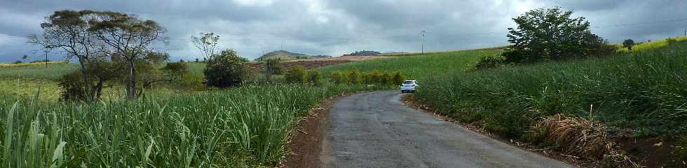 Chemin de Bassin Plat - Champs de cannes  sucre