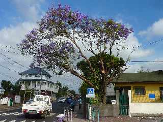 Jacaranda fleuri - Bois d'Olives