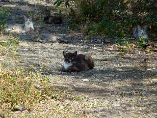 St-Louis - Chats