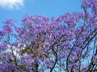 Chemin Diagonal - Jacaranda