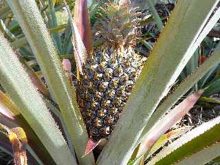 Pierrefonds - Ananas