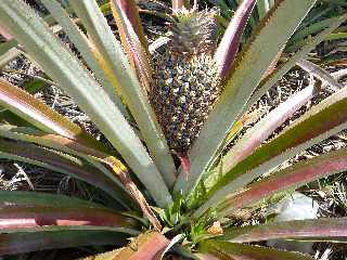 Pierrefonds - Ananas