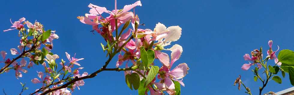 St-Pierre -  Bauhinia