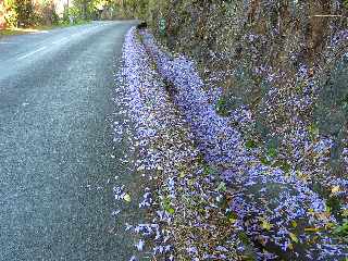 18 novembre 2012 - Route des Colimaons - Fleurs de Jacarandas