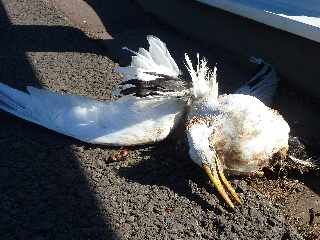 18 novembre 2012 - Route des Tamarins libre - Paille-en-queue mort sur le pont de la Grande Ravine