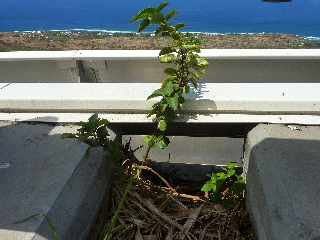 18 novembre 2012 - Route des Tamarins libre - Vgtation sur pont de la Ravine des Trois-Bassins