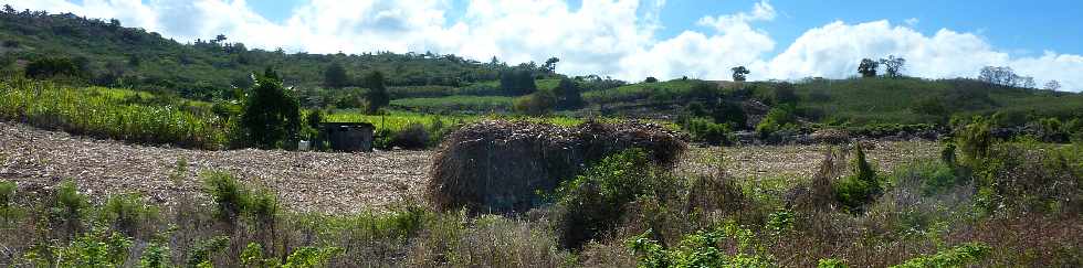 18 novembre 2012 - Route des Tamarins libre - Remorque de cannes