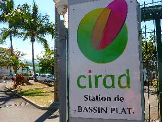 St-Pierre - CIRAD - Station de Bassin Plat