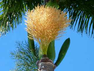St-Pierre - Ligne des Bambous - Balai floral d'un palmier
