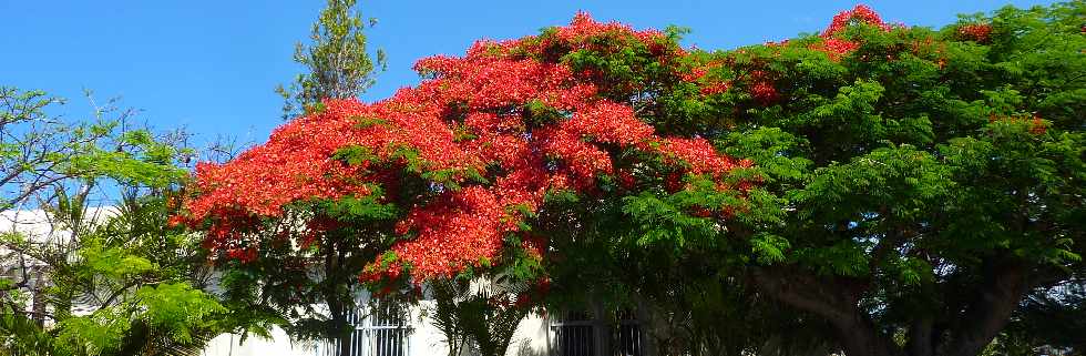 St-Pierre - Ligne des Bambous - Flamboyant