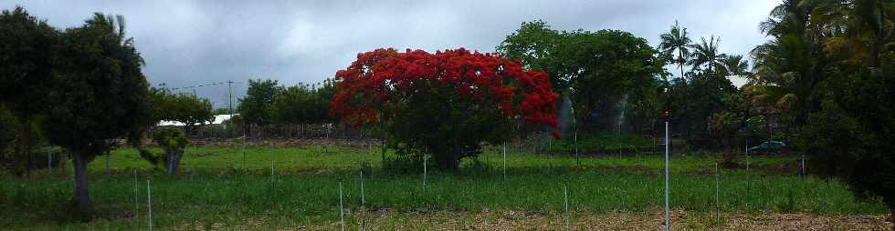 St-Pierre - Ligne Paradis - Flamboyant en fleurs