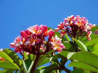 St-Pierre - Bassin Plat - Frangipanier rose