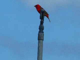 St-Pierre - Pierrefonds - Cardinal